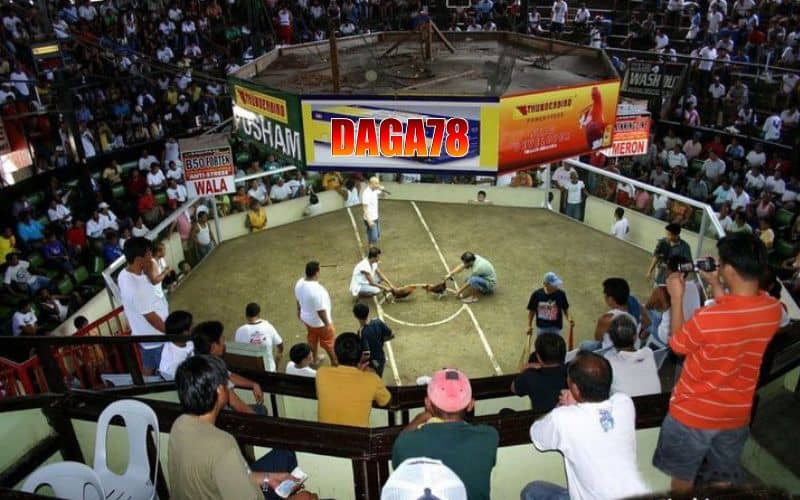 DAGA78 cung cấp các trận đấu trực tiếp tại nhiều bồ gà có tiếng